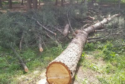 Okulda ağaç katliamı