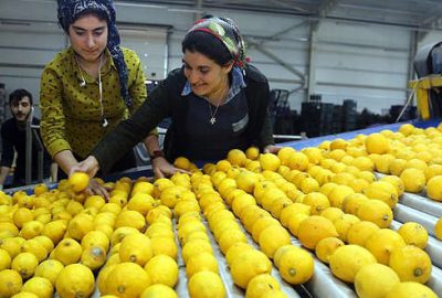 Limon fiyatında büyük uçurum