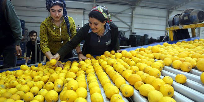 Limon fiyatında büyük uçurum