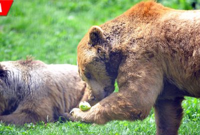 Kış uykusundan uyanan ayıların bahar turu
