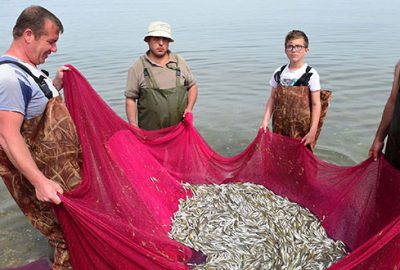 İznik Gölü’nde av sürüyor! Cips olacaklar…