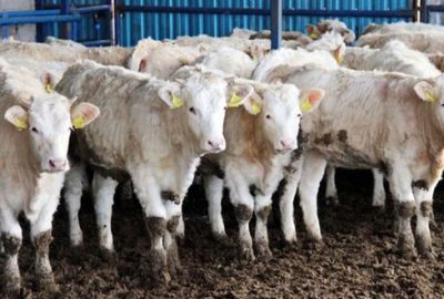 İthal hayvana sıkı kontrol