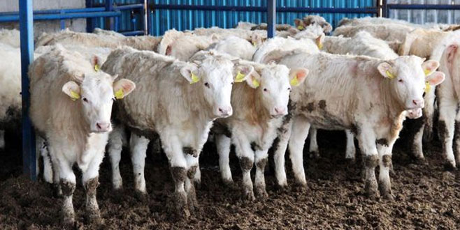 İthal hayvana sıkı kontrol