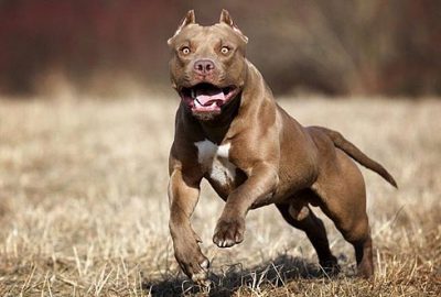 Almanya’da 2 Türk’e saldırı