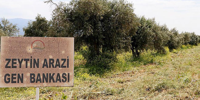 Zeytin çeşitlerine ‘gen bankası’ güvencesi