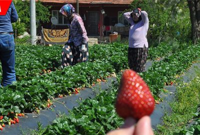 ‘Kırmızı elmas’ta erken hasat