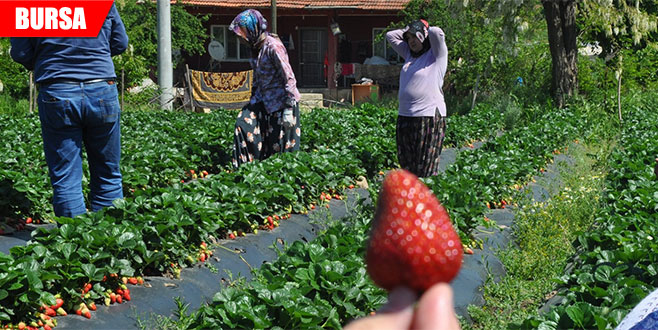 ‘Kırmızı elmas’ta erken hasat