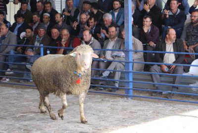 Büyükbaş fiyatına Bursa’ya satıldı