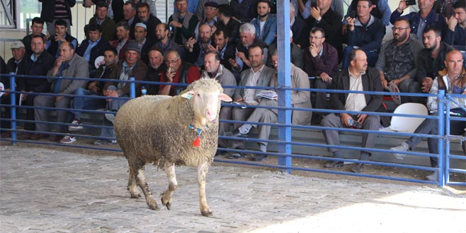 Büyükbaş fiyatına Bursa’ya satıldı