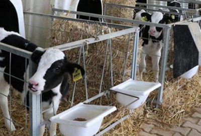 Üreticilere 1,2 milyar liralık buzağı desteği