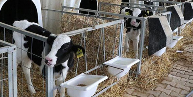 Üreticilere 1,2 milyar liralık buzağı desteği