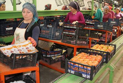 Rusya’nın kararı domates üreticisinin yüzünü güldürdü