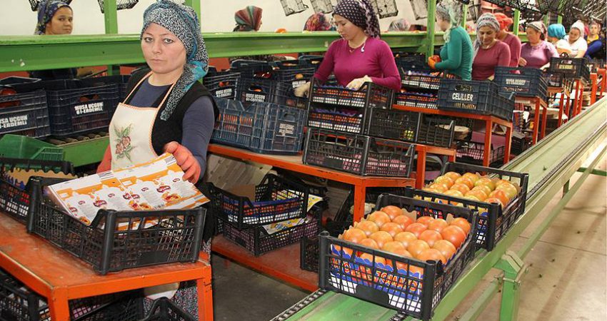 Rusya'nın domates ithalatında Türkiye'ye uyguladığı firma sınırlamasını kaldırması Mersinli domates