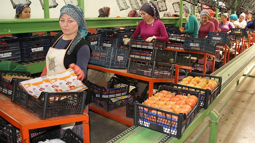 Rusya’nın kararı domates üreticisinin yüzünü güldürdü