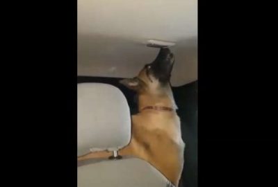 Rona’dan uyuşturucu tacirlerine darbe