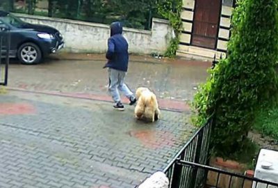Köpek hırsızlığı kamerada