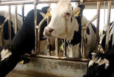 Et zamlarının önüne geçmek için 500 bin hayvan ithal edilecek