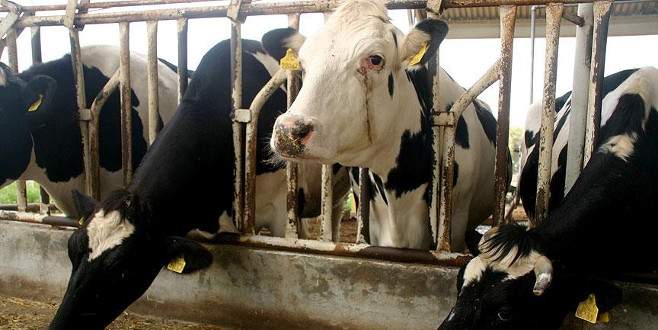 Et zamlarının önüne geçmek için 500 bin hayvan ithal edilecek