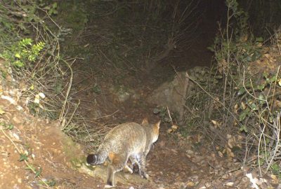 Bursa’daki yaban hayatını böyle görüntüledi