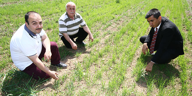 Yerli buğdaylar çiftçiye umut olacak Yerli buğdaylar çiftçiye umut olacak