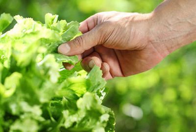 Marul yedi, hayatını kaybetti!