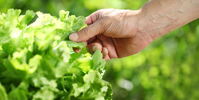 Marul yedi, hayatını kaybetti!