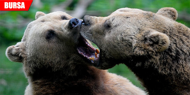 Ayıların keyfine diyecek yok