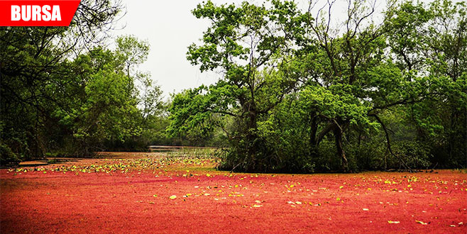 Longoz kızıla boyandı