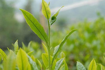 ÇAYKUR’dan uyarı