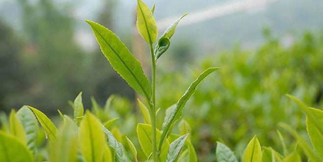 ÇAYKUR’dan uyarı