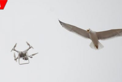 Martıların drone ile imtihanı