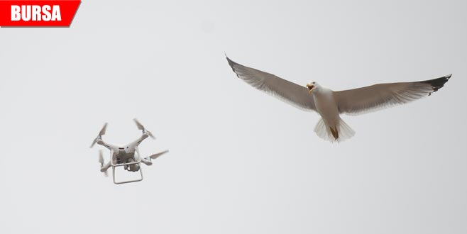 Martıların drone ile imtihanı
