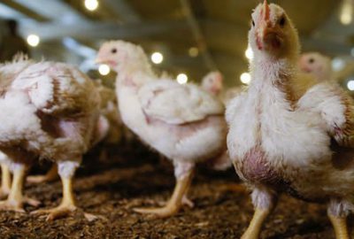 Tavukçular üretimi durdurma kararı aldı