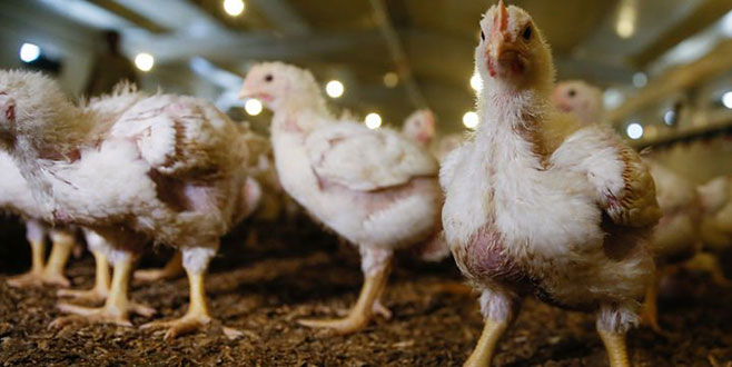 Tavukçular üretimi durdurma kararı aldı