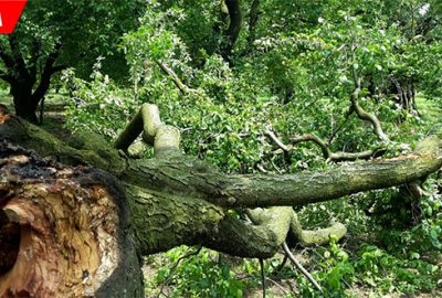Sağanak yağış ve fırtına ağaçlara zarar verdi