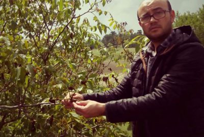 Keles’te kırağı ceviz ve meyvelere zarar verdi