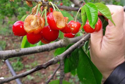 Yağmur İznik’te kiraza büyük zarar verdi
