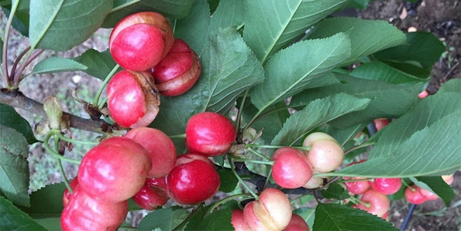 Yağmur kiraz üreticisini vurdu Yağmur kiraz üreticisini vurdu