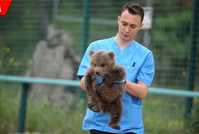  3 yavru ayıya mikro cip takıldı 