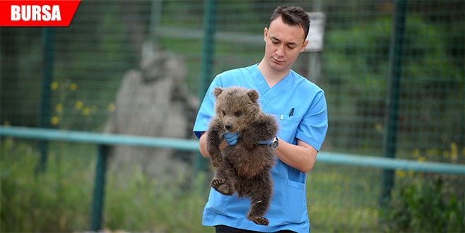  3 yavru ayıya mikro cip takıldı 