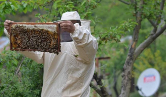 Organik arıcılara kovan başına destek