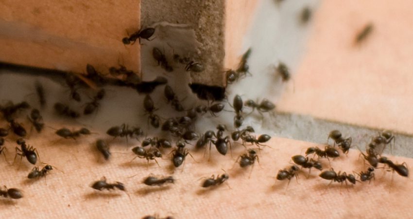 Karıncalardan kurtaran etkili yöntem! Yaz aylarının yaklaşması ile birlikte karıncalar da yuvalarından çıkmaya başladı.