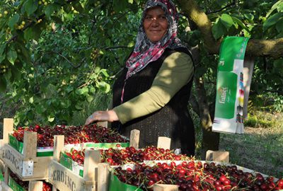 Kiraz fiyatı çiftçiyi üzdü