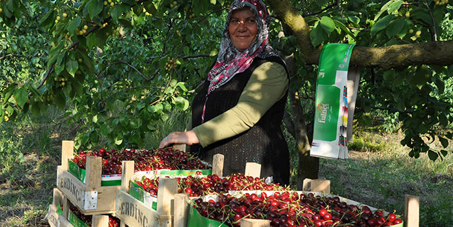 Kiraz fiyatı çiftçiyi üzdü