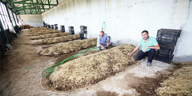 Solucan gübresine çiftçinin ilgisi artıyor Solucan gübresine çiftçinin ilgisi artıyor