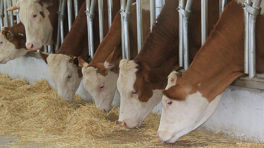 Büyükbaş hayvancılıkta ‘süper teşvik’in detayları belli oldu