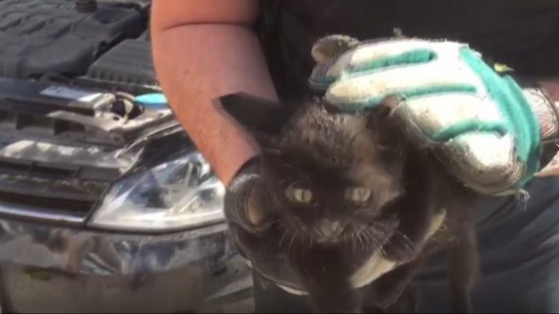 Bursa'da bir otomobilin motoruna sıkışan yavru kedi itfaiye ekiplerinin yaptığı