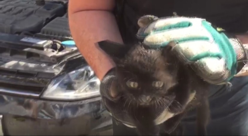 Bursa’da kedi itfaiye ekipleri tarafından böyle kurtarıldı