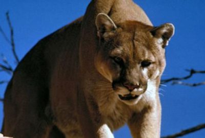 Bisikletçilere puma saldırdı