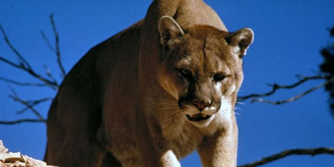 Bisikletçilere puma saldırdı